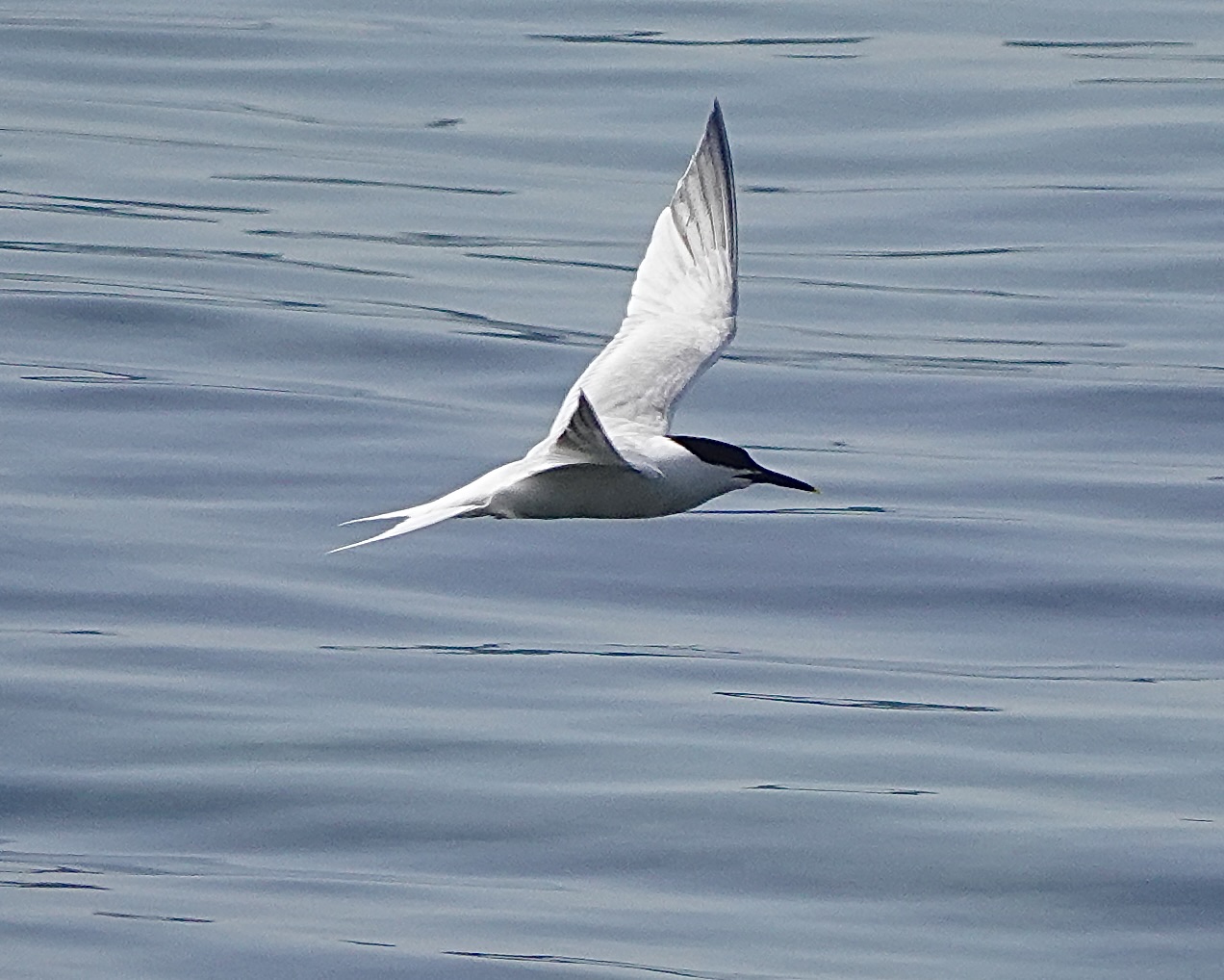 sandwich tern